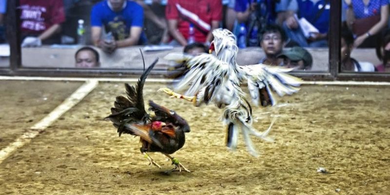 98win01 qq88 bắn cá